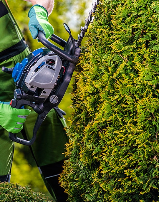 Jardinier en gants verts taillant une haie dense avec un taille-haie.